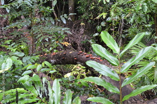 Daintree Rainforest landscape view and plants