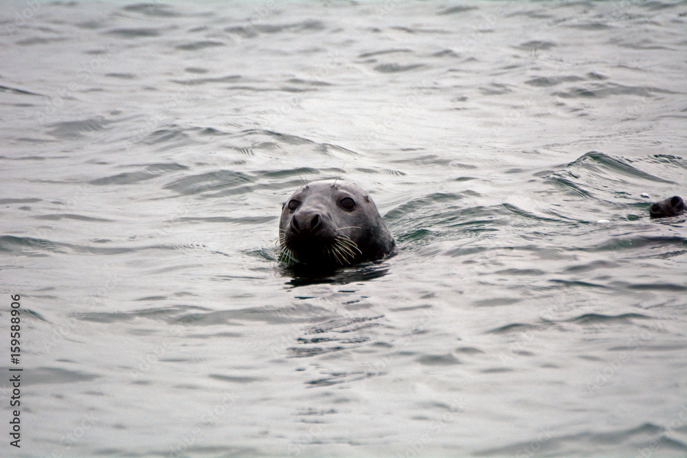 Fototapeta premium Grey seal, Firth of Forth, Scotland