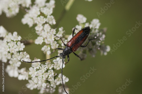 Beetle sunbathing, perched on a flower © JOSE