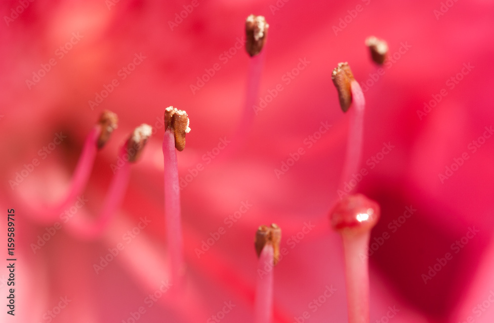 Stamen Stamen