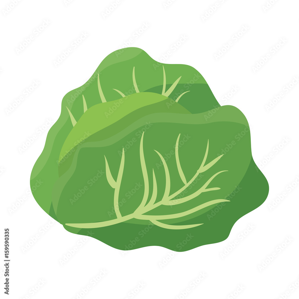 Fresh lettuce food icon vector illustration graphic design Fresh lettuce food icon vector illustration graphic design