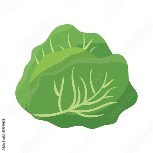 Fresh lettuce food icon vector illustration graphic design