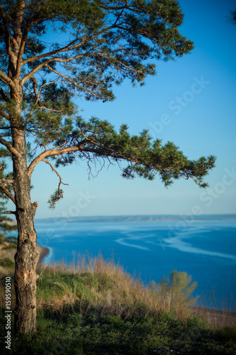 Fototapeta Naklejka Na Ścianę i Meble -  Pine on the cliff above the water