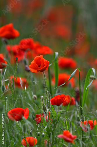 Beautiful Red Poppies in a wheat green meadow. Tuscany, Italy.