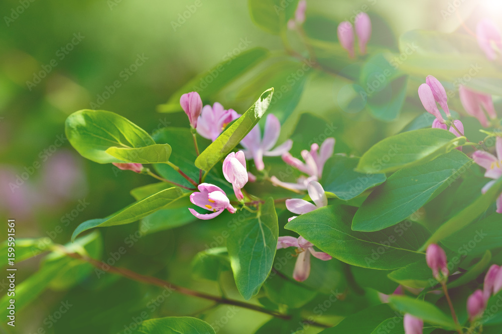 Φωτογραφία Beautiful branch of a blossoming tree on a background of sunlight