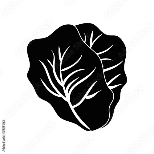 Fresh lettuce food icon vector illustration graphic design