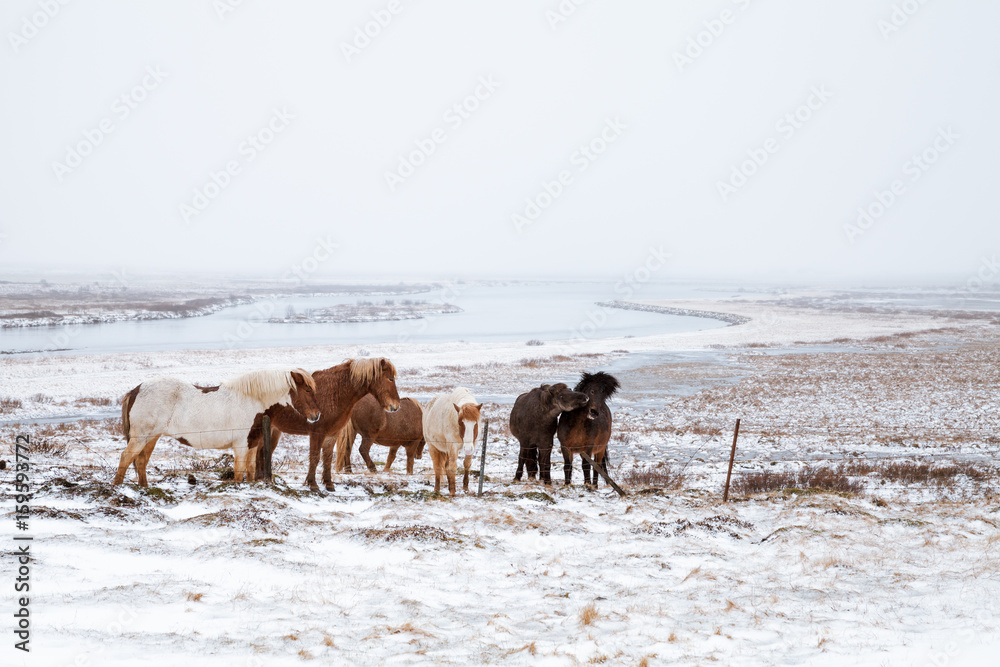 Icelandic horses walk around snowy meadow