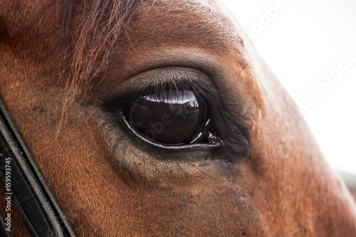 The eye of a brown horse close up photo