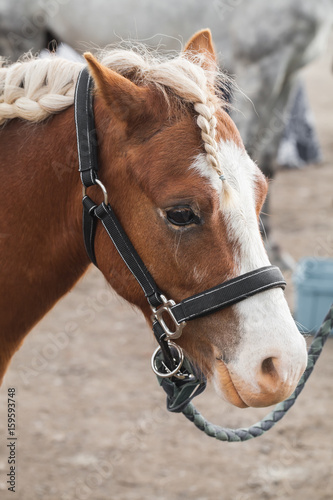 Brown horse with braided mane, close up