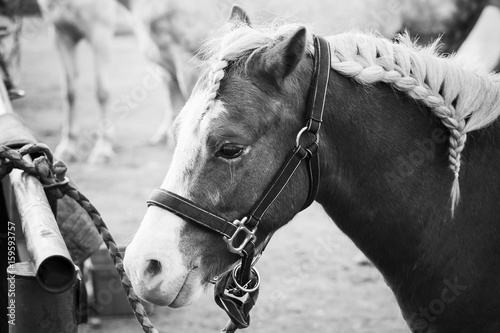 Brown horse with braided mane, closeup © evannovostro