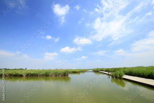 Fototapeta Naklejka Na Ścianę i Meble -  Wetland landscape