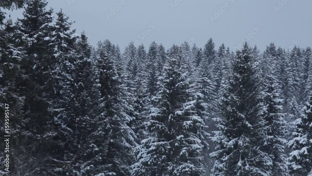 coniferous forest in winter coniferous forest in winter