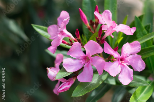 Pink oleander flowers. Nerium oleander, Apocynaceae. Close up.
