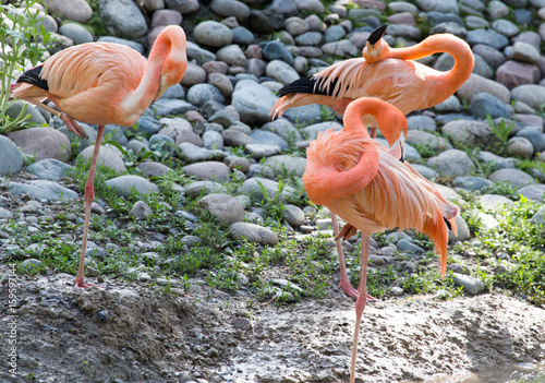 Pink flamingo on a pond in nature