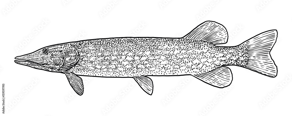 Pike illustration, drawing, engraving, ink, line art, vector Stock