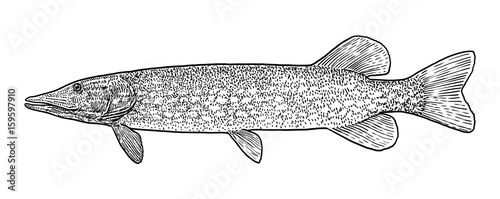 Pike illustration, drawing, engraving, ink, line art, vector