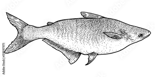 Pangasius fish illustration, drawing, engraving, ink, line art, vector