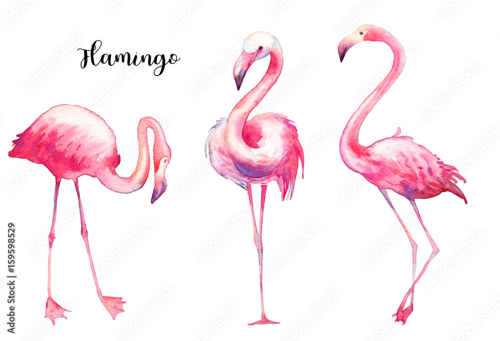 Naklejka premium Akwarela zestaw flamingo. Ręcznie malowane jasne egzotyczne ptaki na białym tle. Ilustracja dzikiego życia