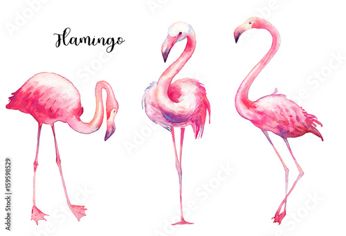Watercolor flamingo set. Hand painted bright exotic birds isolated on white background. Wild life illustration