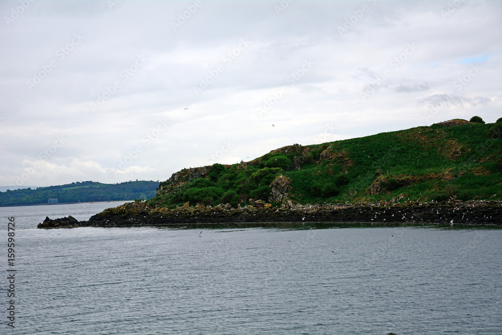 Gulls, Inchcolm Island, Scotland