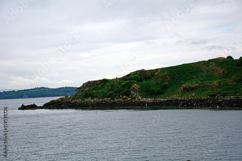 Gulls, Inchcolm Island, Scotland