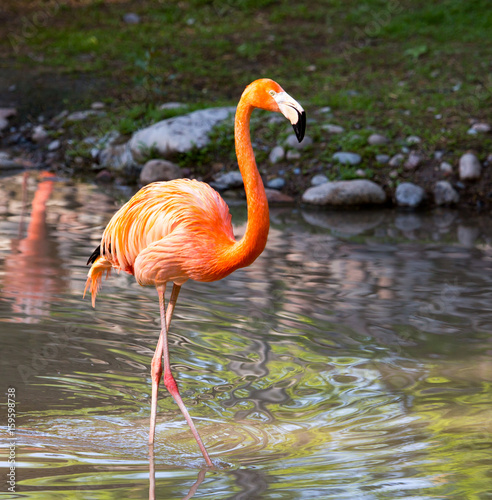 Pink flamingo on a pond in nature