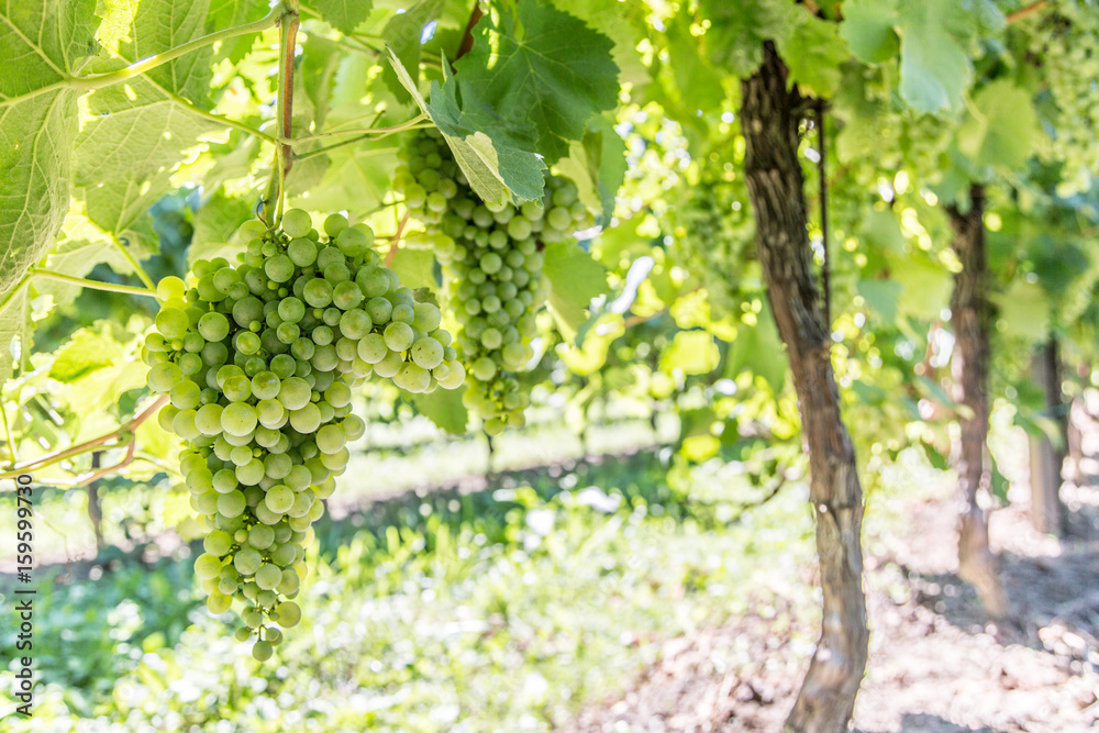 Fototapeta premium Wine grapes on the vine.