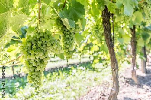 Wine grapes on the vine.