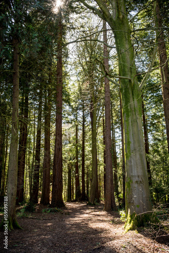 Fototapeta Naklejka Na Ścianę i Meble -  Path through forest
