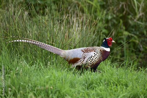 Pheasant in the country