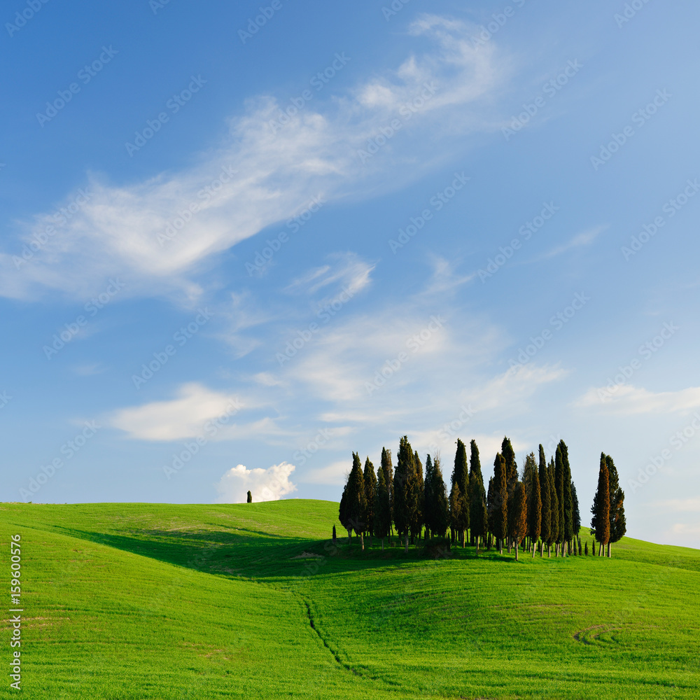 Group of Cypress Trees in The Rolling Hills of Tuscany, Blue Sky with Clouds, Tuscany, Italy