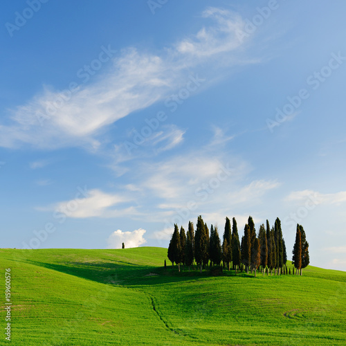 Group of Cypress Trees in The Rolling Hills of Tuscany  Blue Sky with Clouds  Tuscany  Italy