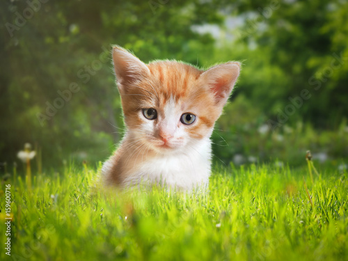 Cute white-and-ginger kitten in green grass