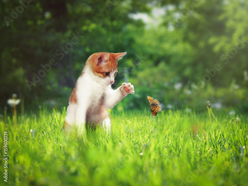 Cute white-and-ginger kitten in green grass catches paw butterfly