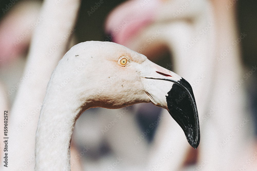 Fototapeta premium Close up flamant rose