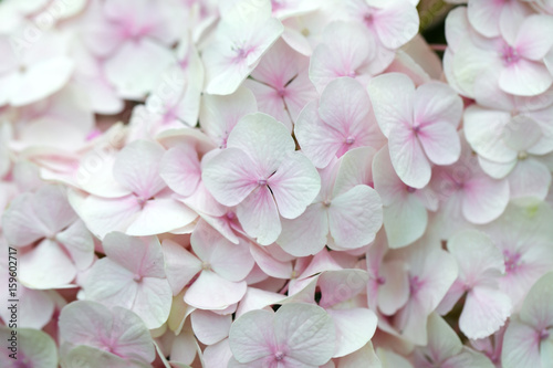 beautiful pink hydrangea flower as background.