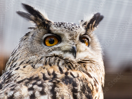 Portrait of an eagle owl at the zoo