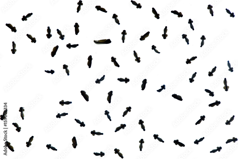 custom made wallpaper toronto digitalembrio of tadpole isolated on white background.