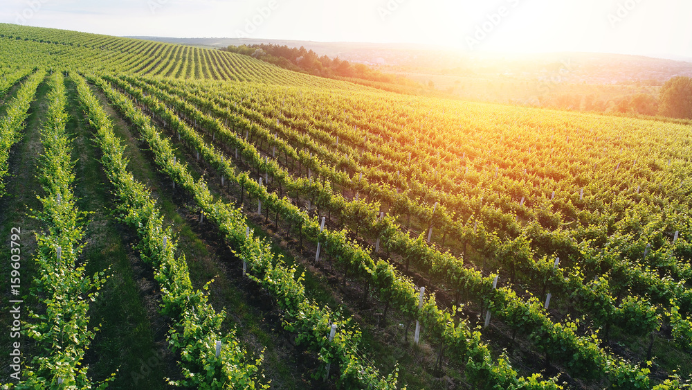 Aerial view of a green summer vineyard at sunset Aerial view of a green summer vineyard at sunset