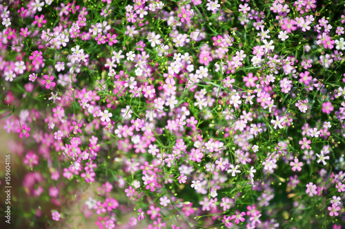 close up of beautiful gypsophila flower as background.