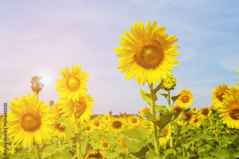 Obraz premium Sunflower