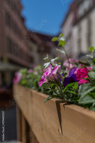 Fototapeta Naklejka Na Ścianę i Meble -  Flowers In Tallinn Street