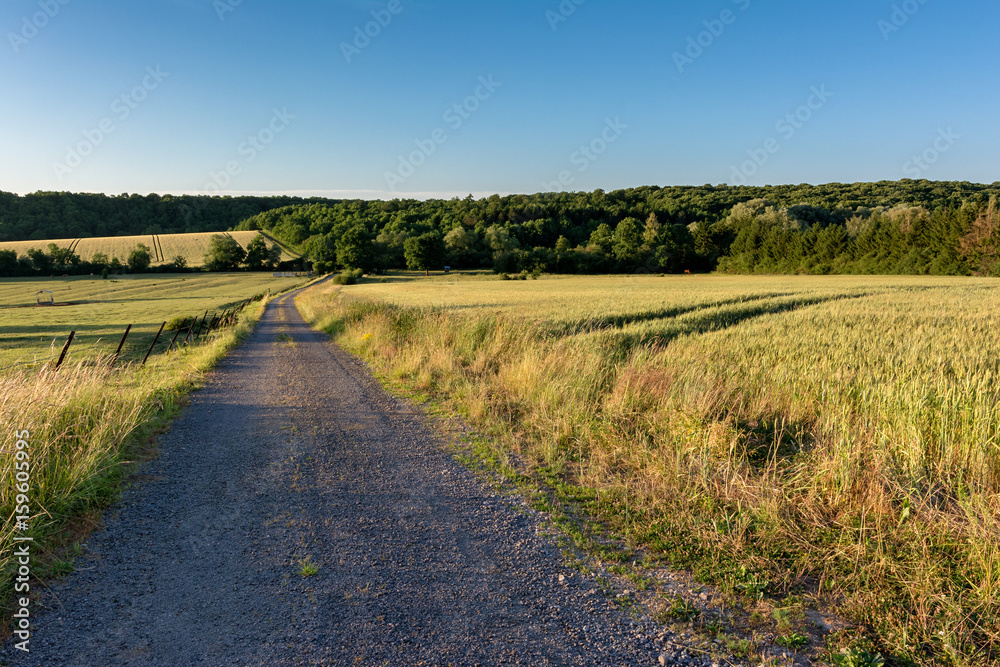 French countryside - Lorraine. Path along the cow pasture and the wheat fields at sunset