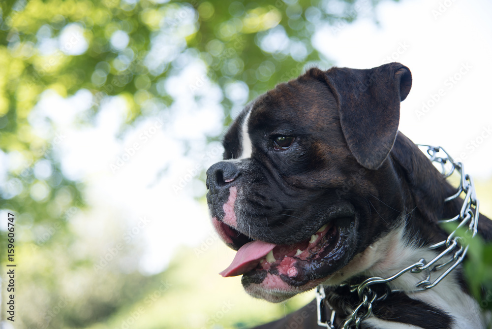 Funny brindle boxer on nature background with strict collar