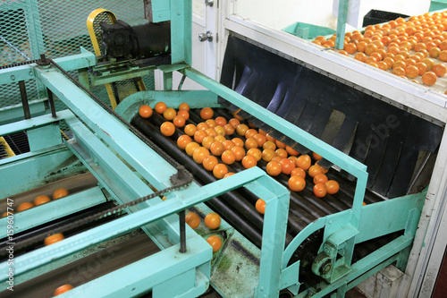 The machinery used to wash and inspect oranges ready for grading and packing for stores around Florida photo