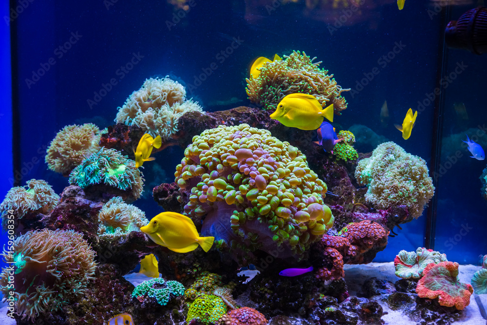 Naklejka premium Tropical fish butterfly and corals. Beautiful background of the underwater world