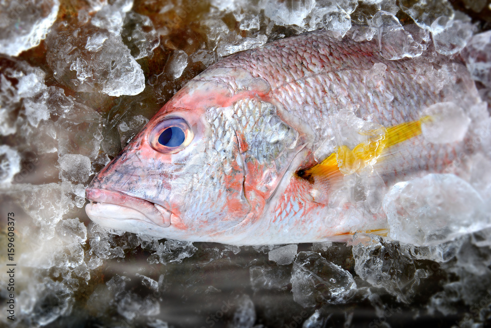 Red snapper fish from fishery market.