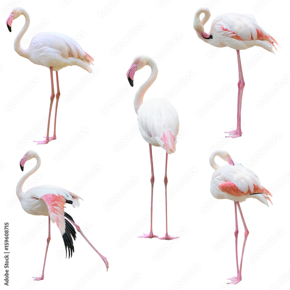 Naklejka premium greater flamingo (Phoenicopterus roseus) isolated