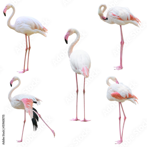 greater flamingo (Phoenicopterus roseus) isolated © anankkml