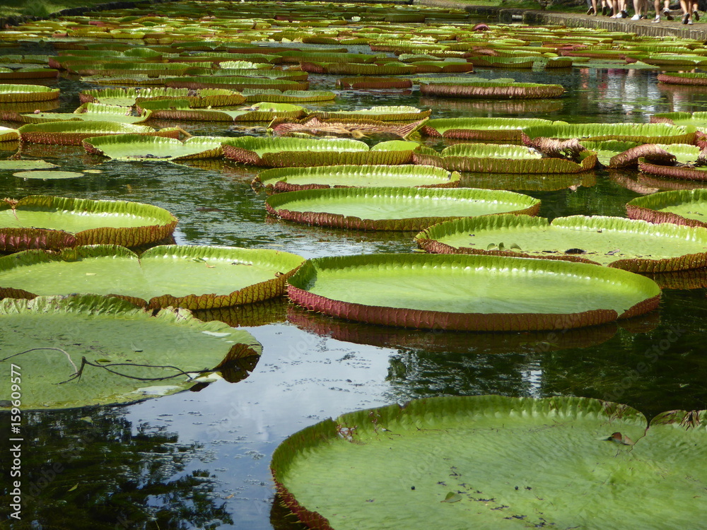 Lotus Lotus